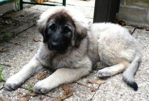 Obrazek