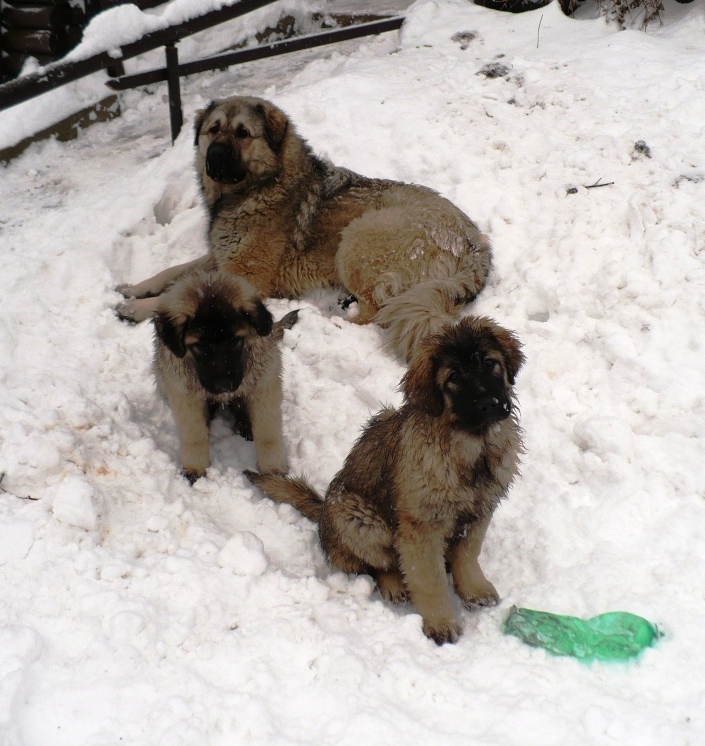 zleva Connie,Celine,vzadu Babsy leden 2010..JPG