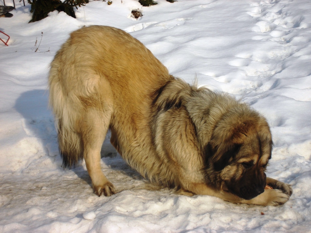 Ballú s kostí, 21 měsíců leden 2010 3..JPG