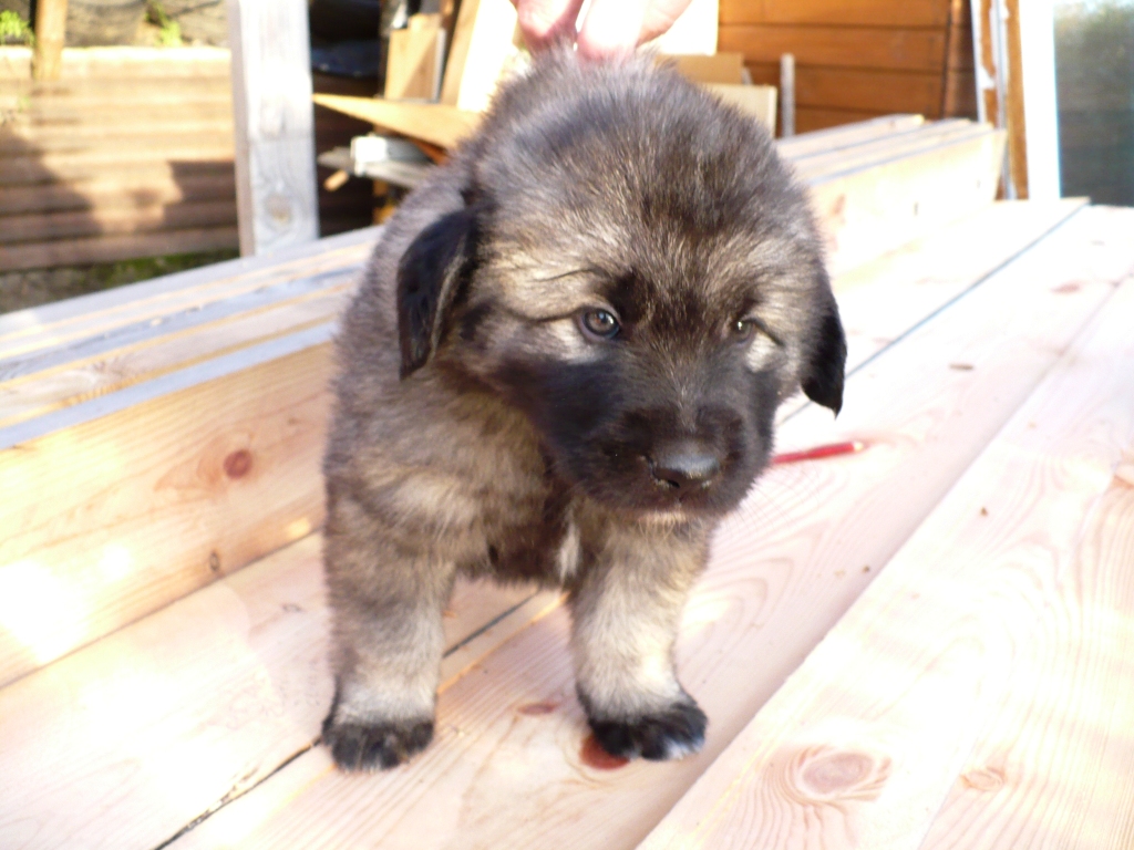 29.9.2014 012Dolfína