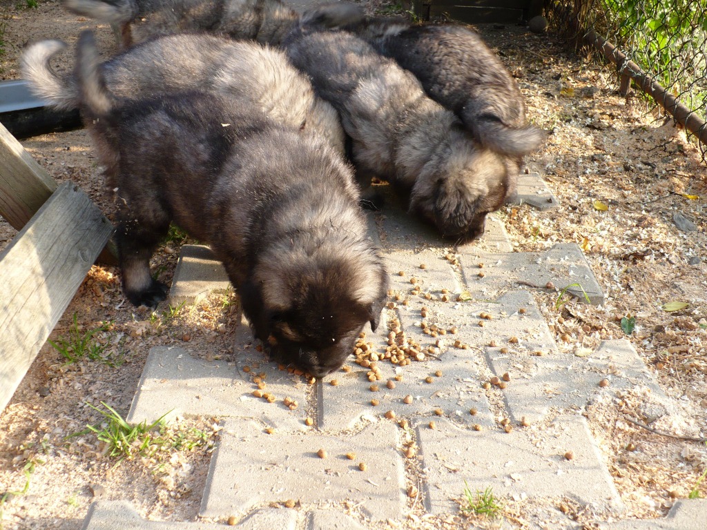 2.10.2014 040stenata