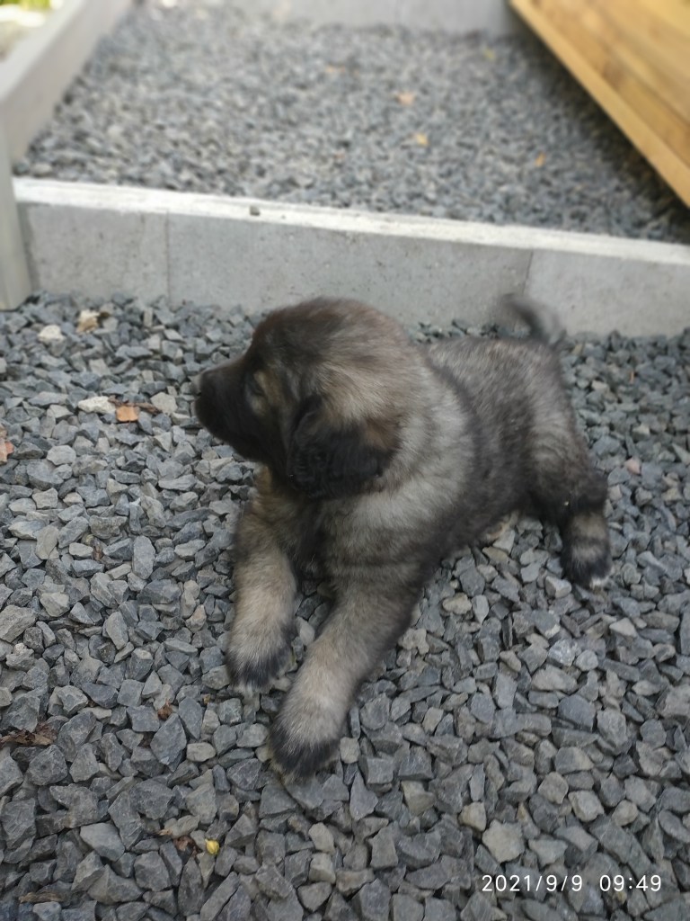 chipettaIMG_20210909_094922