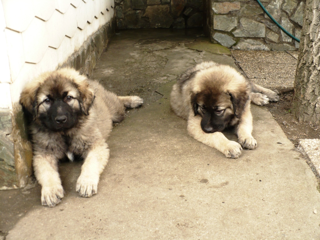 Babsy kouká,Bertha si kouše tlapu 25.7.2008 036.jpg