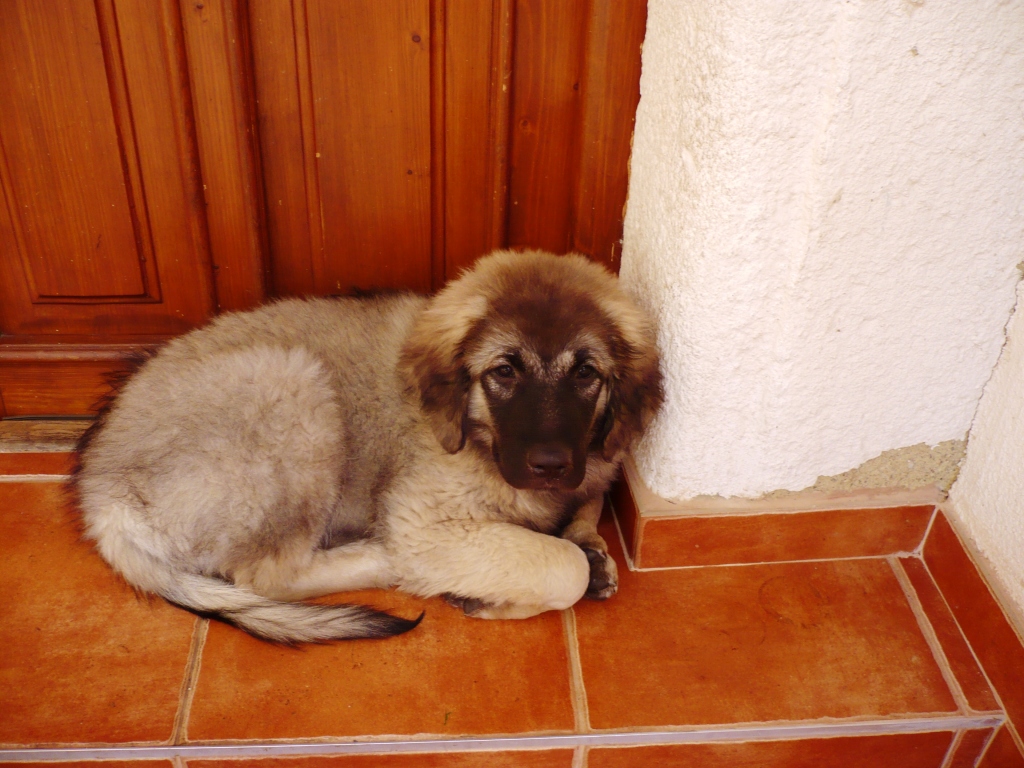 Bertička 08.08.2008.JPG